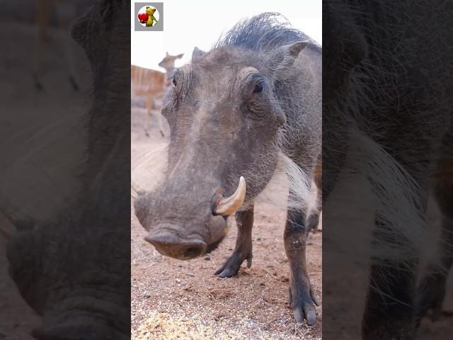 Wild Pig Sounds  | PIG #shorts