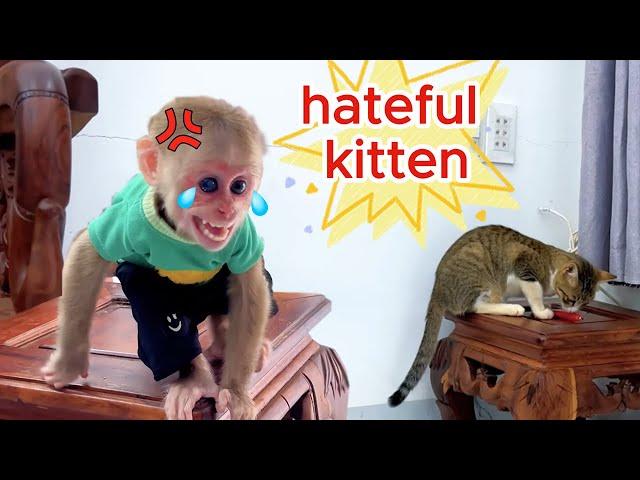 So funny! baby monkey Kyo got angry, cried and attacked the troublemaking kitten
