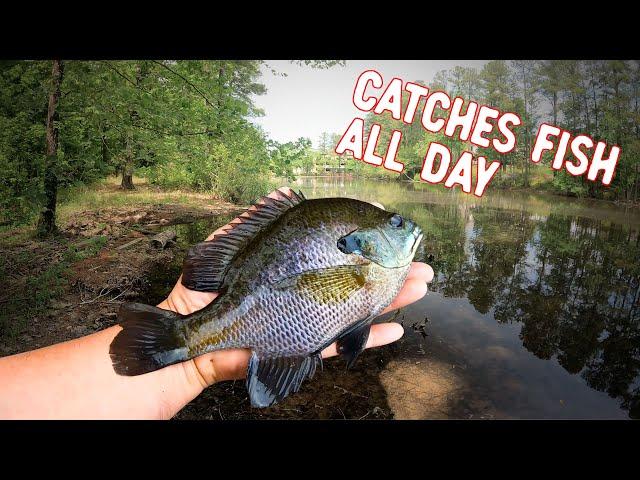 Best Bluegill Bait for Catching More Fish