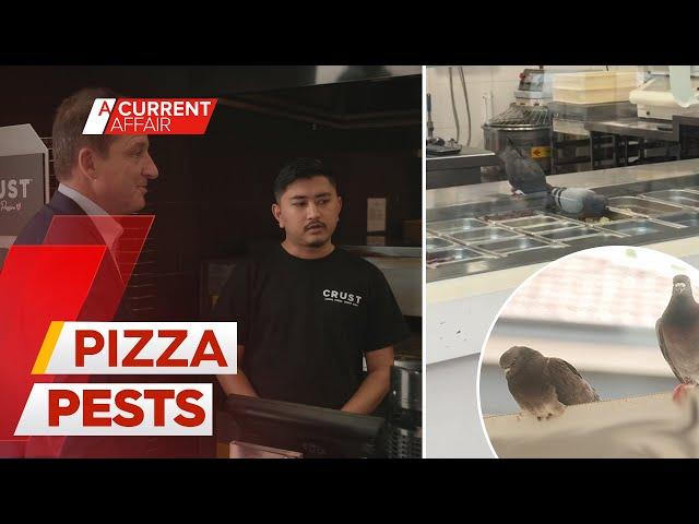 Pigeons caught on camera raiding toppings at Sydney pizza shop | A Current Affair