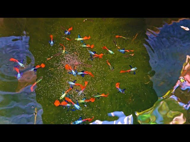 Massive And Colorful Guppies in This Mini Natural Outdoor Setup Farm!