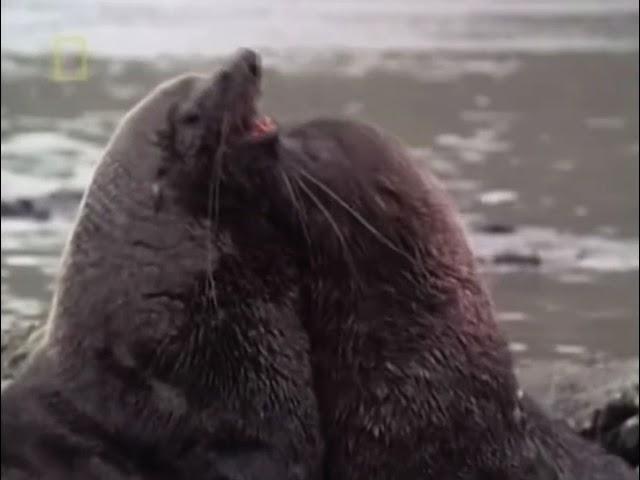 The Living Edens : Male Antartic Fur Seals Fighting