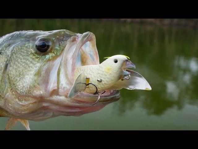 Bass Love Birds!