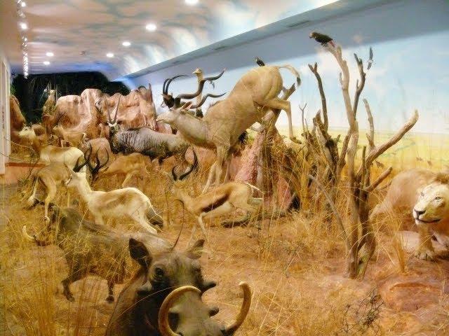 Hunting Trophy Museum - Festetics Palace Keszthely