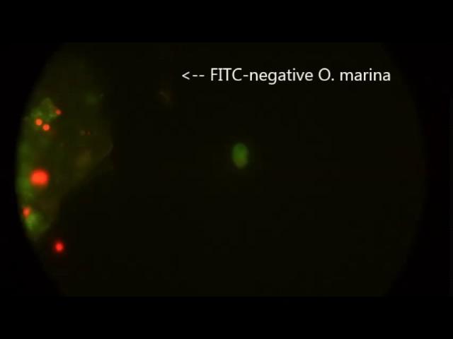 Oxyrrhis marina transformation with FITC-labelled dextran