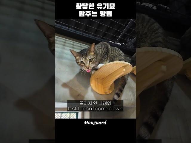 황당한 유기묘 밥주는 방법