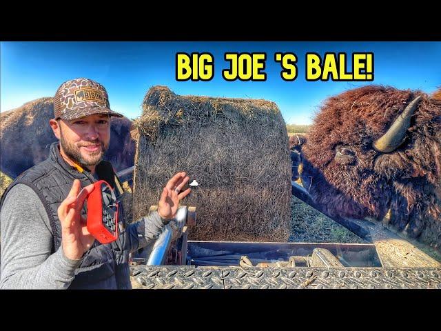 Big Joe Gets The Early Roundup Jitters!