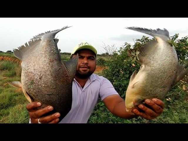 Best 6 Hooks fishing Techniques & Catching Big Rupchand fish in Village Deep Pond|Unique fishing