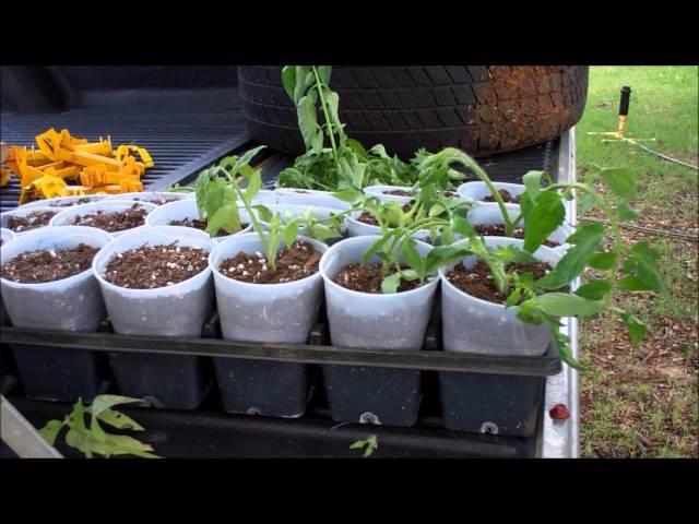 How To Clone Tomatoes For FREE Tomato Plants