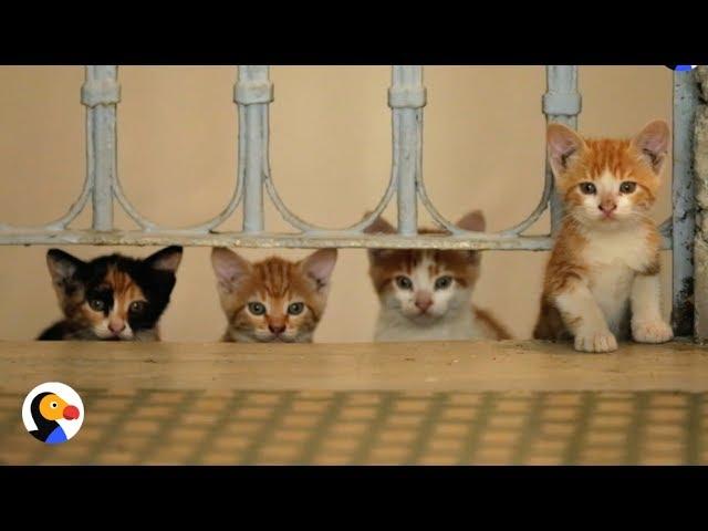 Kedi Documentary: Street Cats Of Istanbul | The Dodo