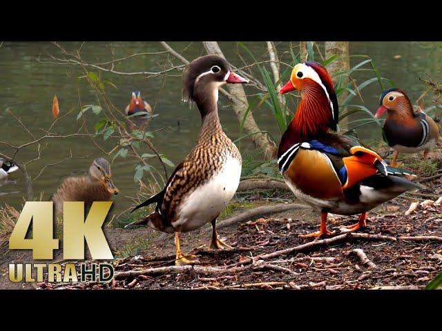 Ducks - Mandarin Duck - Mallards - Nature Relaxation - No Music - 4K