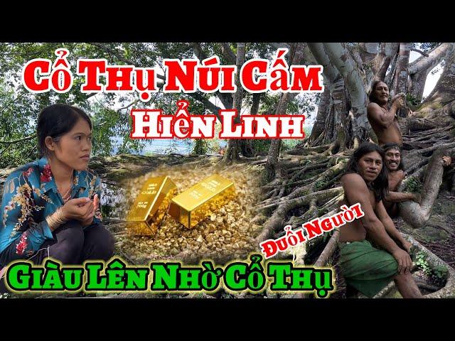 Kỳ Lạ cổ thụ Núi Cấm hiển linh đuổi người ( Giàu Lên nhờ Cổ Thụ | Châu Phú Area 51 Thiên Cấm Sơn