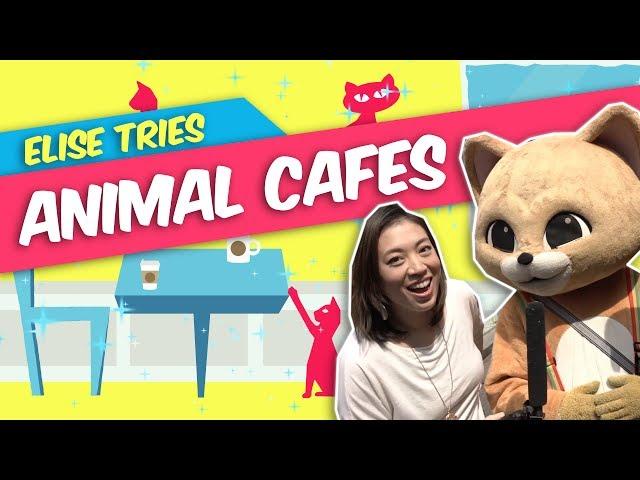 Do Raccoon Cafes Go Too Far? | Elise Tries | NPR