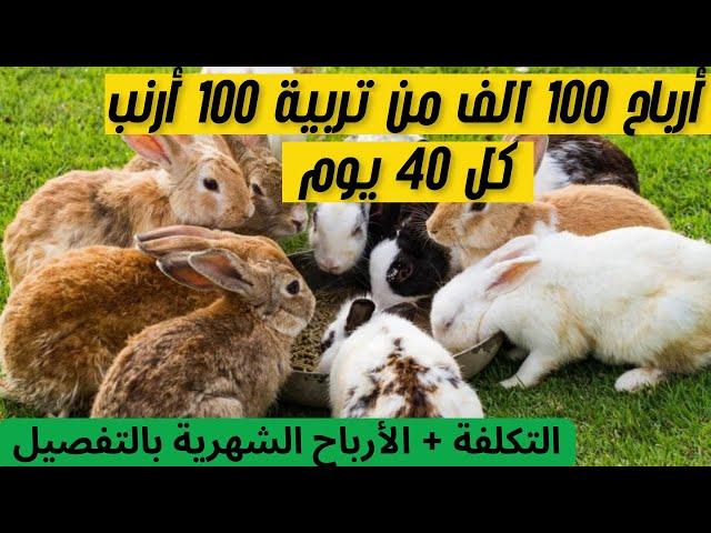 مشروع تربية الأرانب في المنزل 2025 : أفضل السلالات لدراسة جدوى تربية 10 أرانب بأقل تكلفة وأعلى ربح