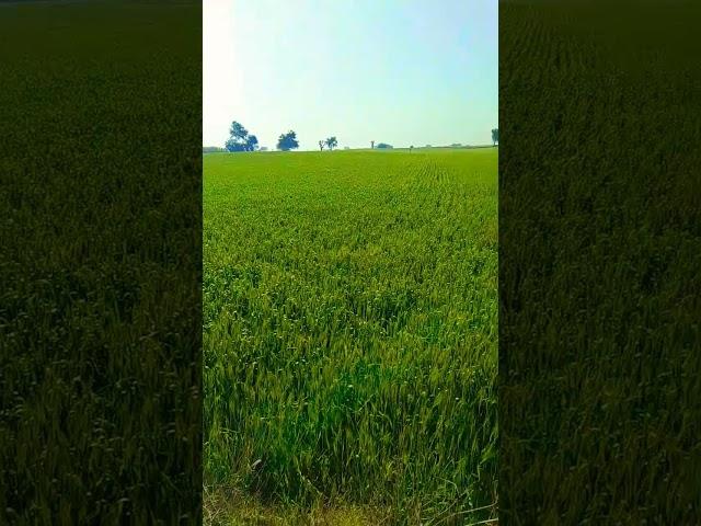 #trendingshorts #viral #farming #nofarmersnofood