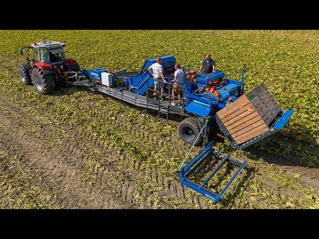 Fully automatic pumpkin harvest | Cool labour saving farming | Lemac from Holland