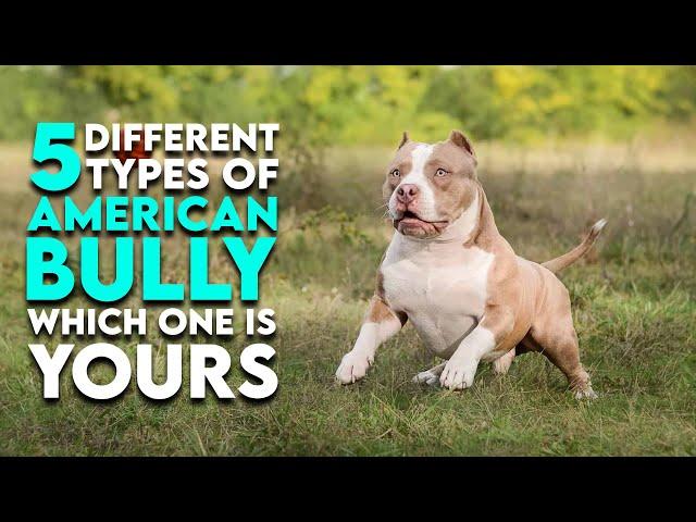 5 Different Types of American Bully Which One is Yours