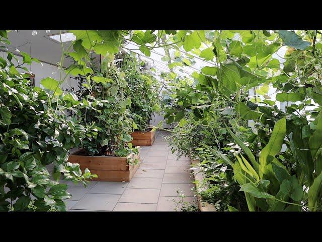 Naturally Cool: Greenhouses In The Summer Heat