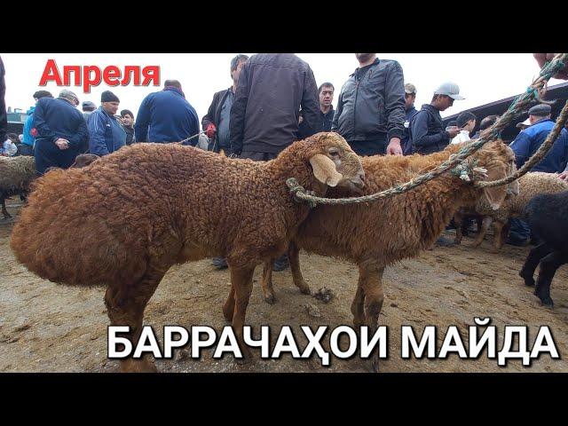 молбозор худжанд баррачахои бе оча ва оча бачахо кушкорхо нарху наво дар молбозор апрель