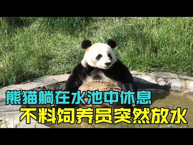 熊猫躺在水池中休息，不料饲养员突然放水，镜头拍下搞笑一幕！