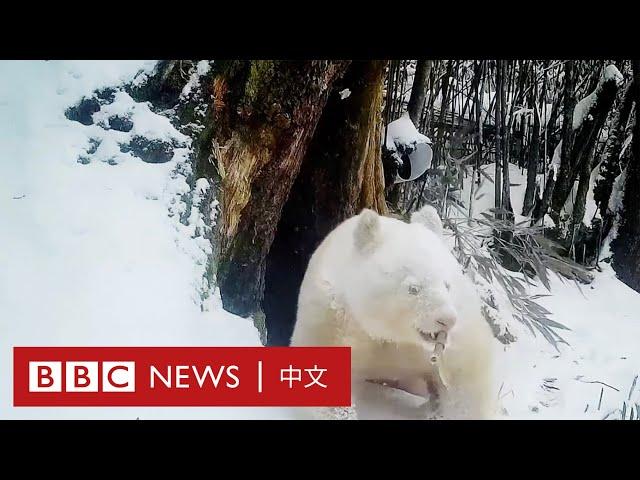 中國四川臥龍首次公開白色大熊貓影像－ BBC News 中文