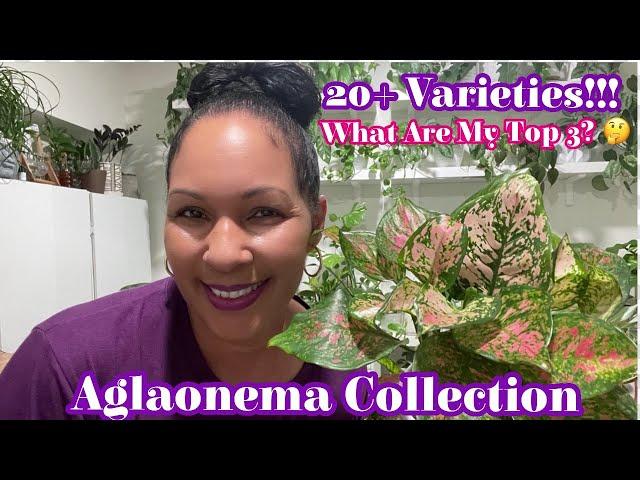 Aglaonema Collection || 20 + Varieties || What Are My Top 3?