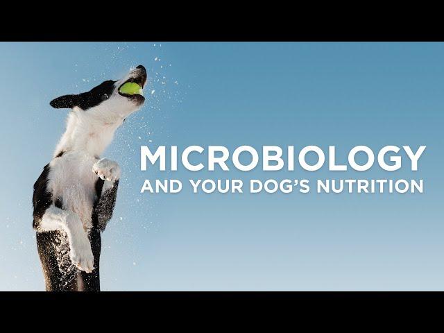 Microbiology & Your Dog's Nutrition