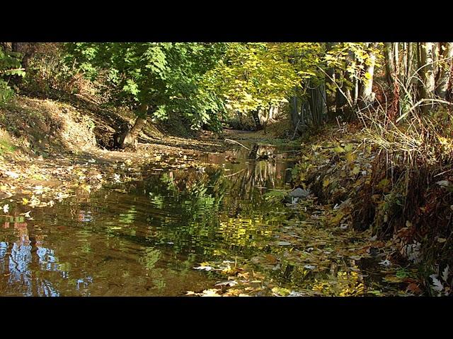 Teaneck Creek Conservacy 5