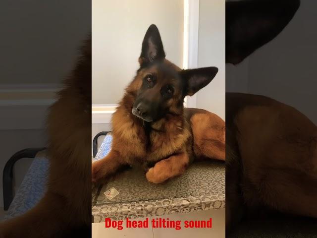 Dog reaction to head tilting sound