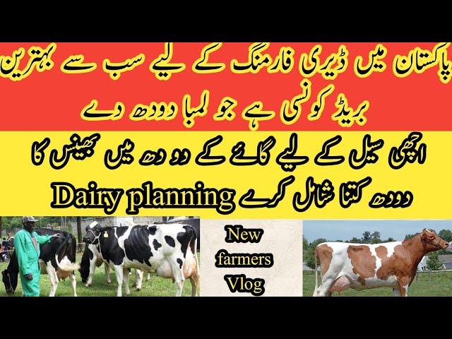 Best dairy breed new farmers II Milk plan for dairy farming I buffalo and cow milk ratio for market