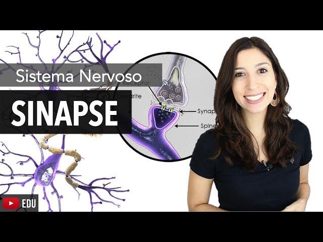 Sistema Nervoso 6/6: Sinapses Químicas e Elétricas | Anatomia e etc