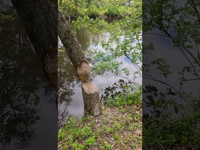 #Shorts along the canal in spring flowers and beaver work #flowers #beaver #nature #hike #newjersey