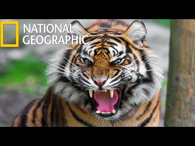 American Tiger  (National Geographic) / HD