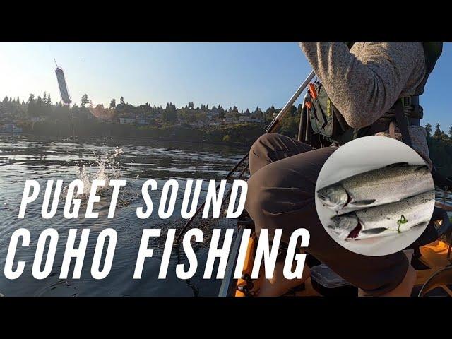 South Puget Sound Coho Kayak Fishing