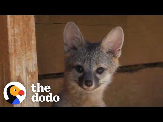 Woman Saves Baby Fox Who’s Head Gets Stuck In A Jar  | The Dodo Wild Hearts