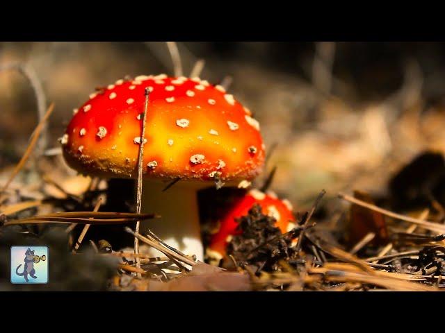 Breathtaking Fungi  Beautiful Nature Scenery & Relaxing Music 