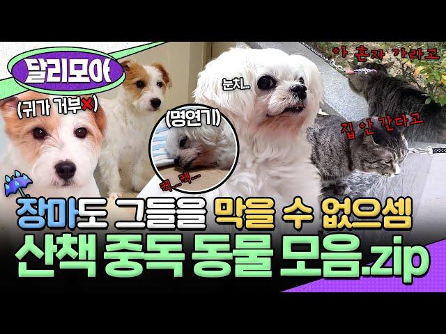 [#달리모아] 장마 특집(?) 장마도 막을 수 없는 그들의 산책 사랑 산책에 중독된 동물 모음집️ #TV동물농장 #고양이 #강아지 #달리 #DALI