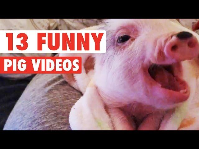 13 Funny Pig Videos || Awesome Compilation