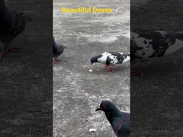 Beautiful Doves 