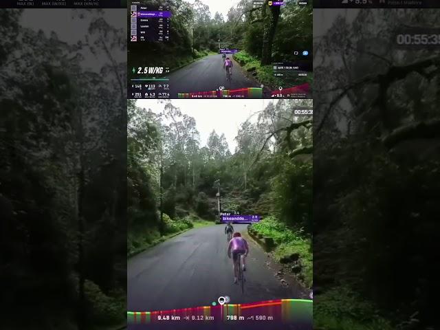 forest trails in madeira #madeira #rouvy #virtualcycling #zwift #zwift