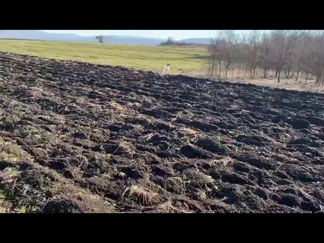 Muschio delle Bianche Alpine, setter inglese in guidata su starne