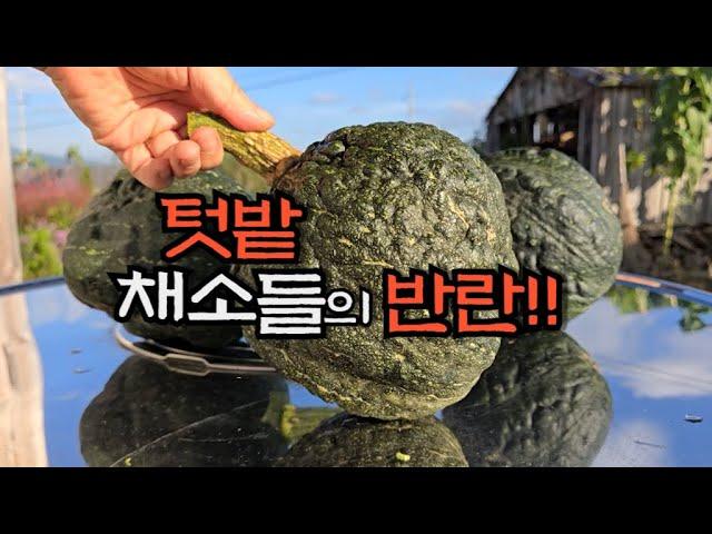 텃밭 도깨비호박 경매 붙여유~~~    김장배추, 무 예약 받구용 ㅋㅋ~~~ - countryside life