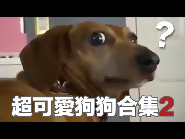 【狗狗合輯】超好笑超可愛的小狗視頻合集2，心都融化了！ | Funny Animal Memes