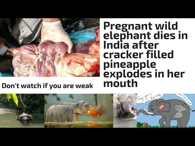 Pregnant wild elephant dies in Kerala after cracker filled pineapple explodes in her mouth.