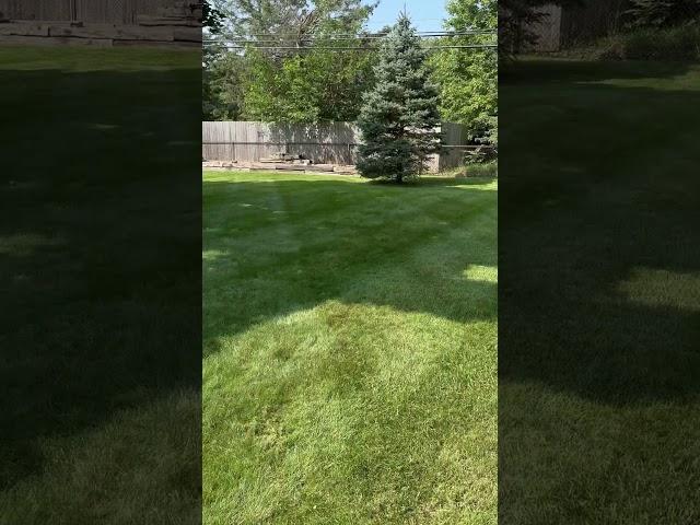 Lawn stripes #hustle