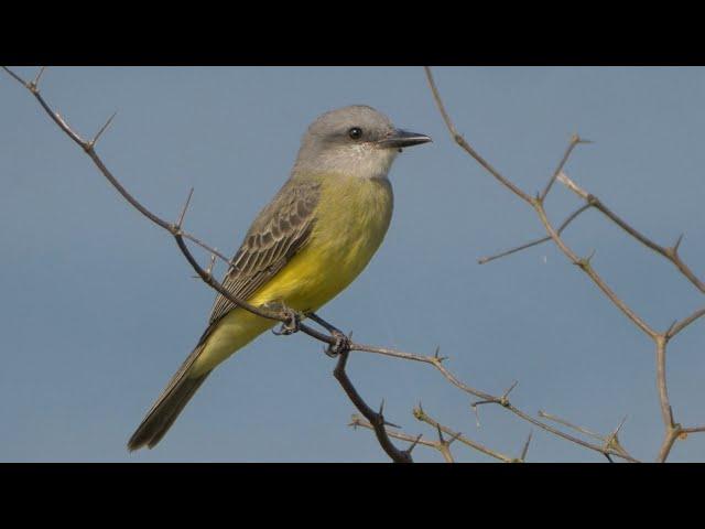 Tropical Kingbird and its Call