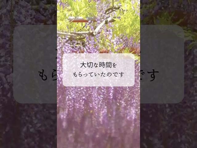 【お空のペットへ】今度はあなたから与える時#shorts  #ペット #アニマルコミュニケーション  #ペットロス