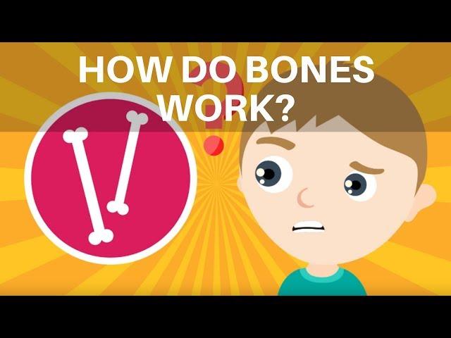 How Do Bones Work? Human Skeleton Facts for Kids - What is the Skeleton? - Skeleton Facts for Kids