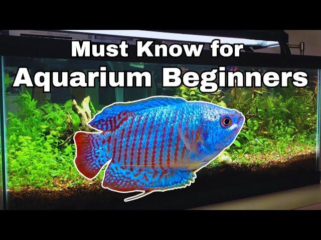 Beginner Aquarium Tips for starting your FIRST Fish tank!