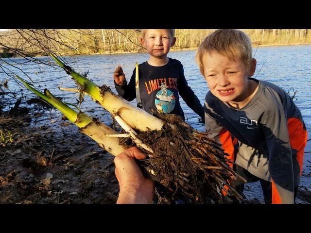 No Food Survival Camping - Foraging  Wild Edibles & Building Shelter (Axe Only Bushcraft Challenge)